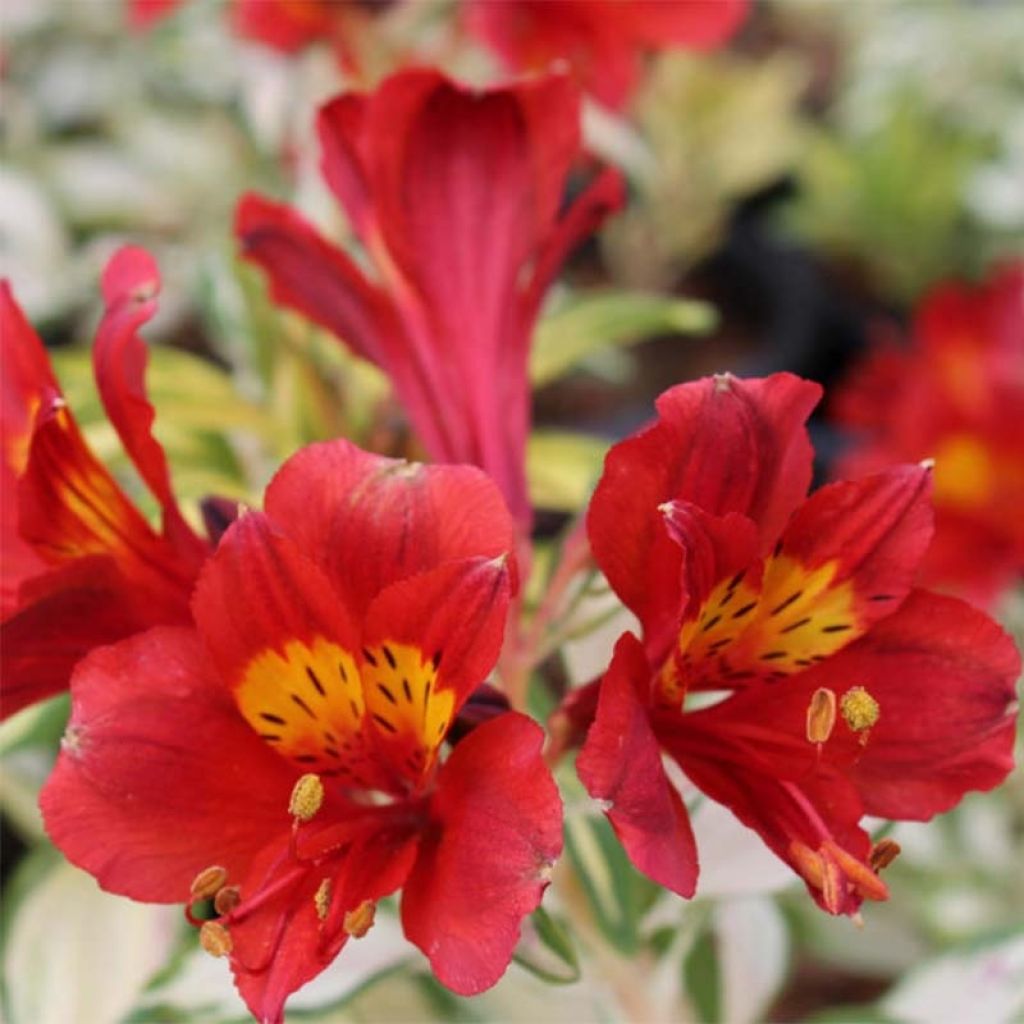 Alstroemeria Rock'n roll - Lis des Incas