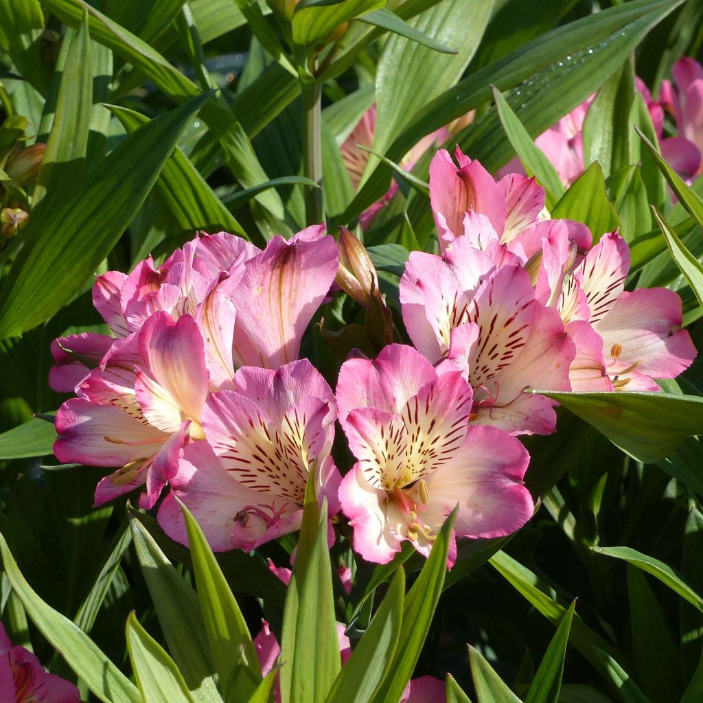 Alstroemeria Summer Break - Lys des Incas