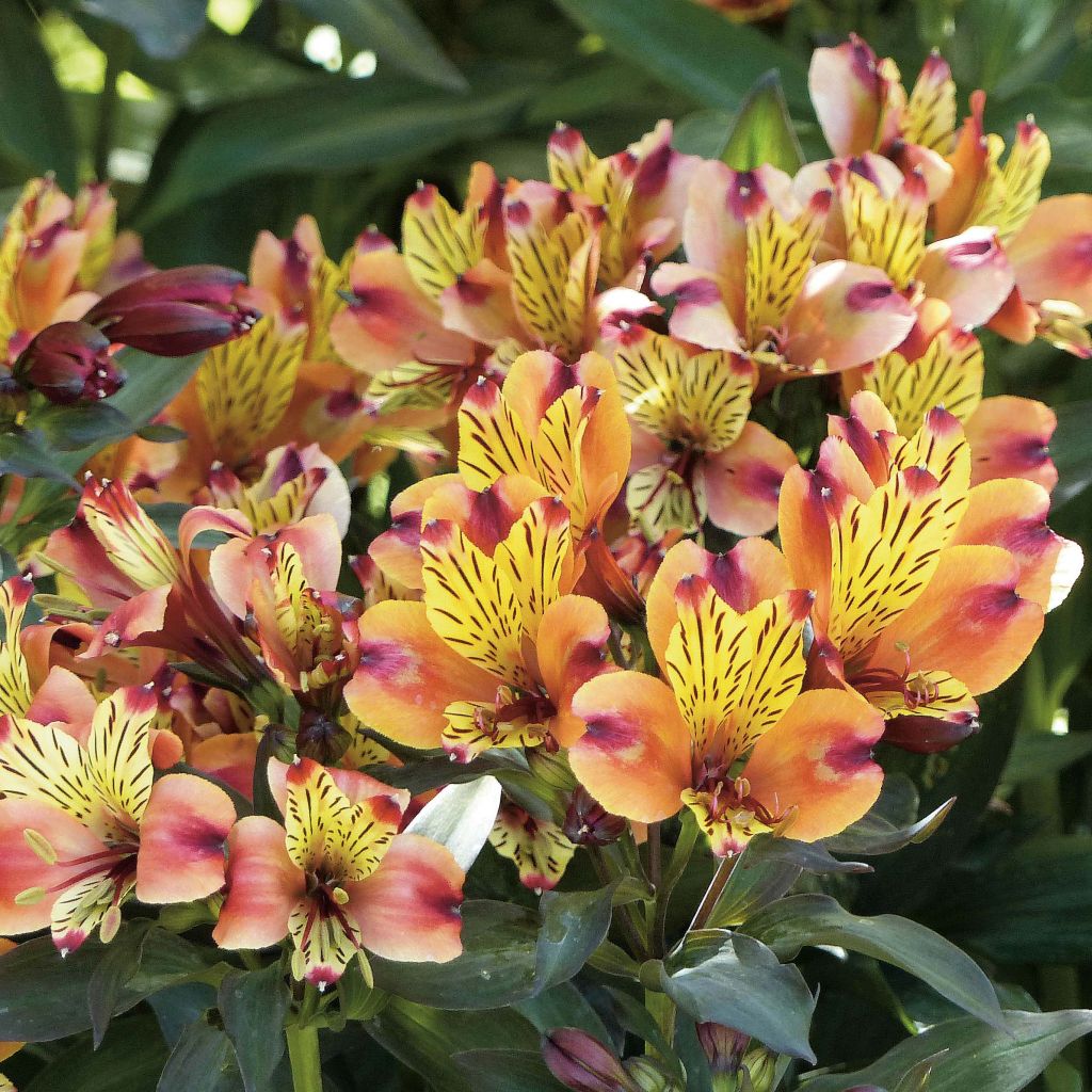 Alstroemeria Indian Summer - Lis des Incas