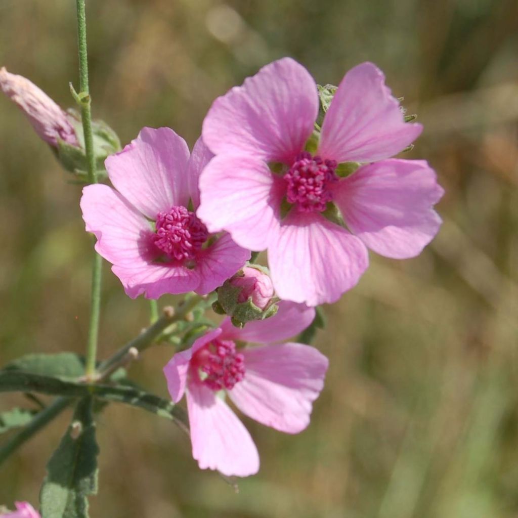 Althaea cannabina - Guimauve faux-chanvre