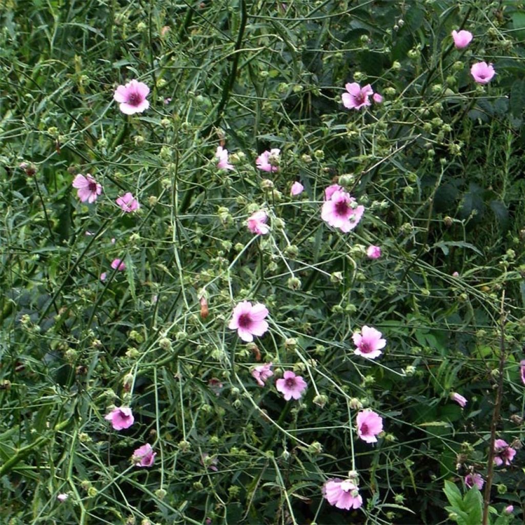 Althaea cannabina - Guimauve faux-chanvre