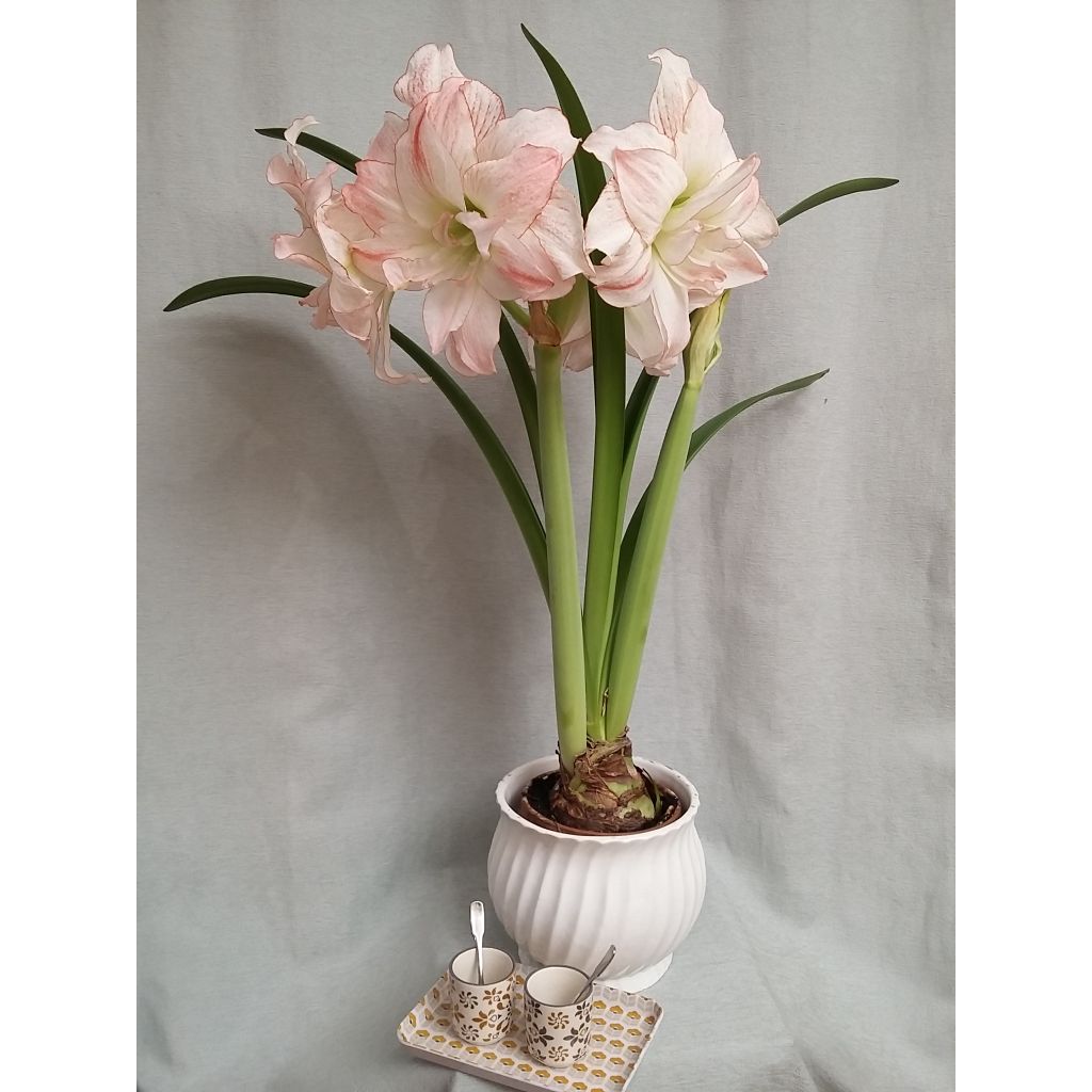 Amaryllis double Aphrodite* 32+