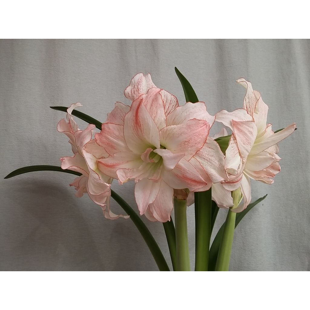 Amaryllis double Aphrodite* 32+