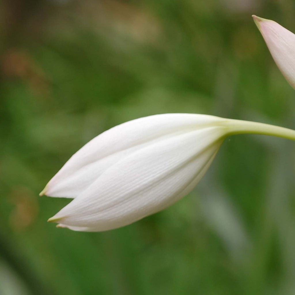 Amaryllis belladonna Alba en pot