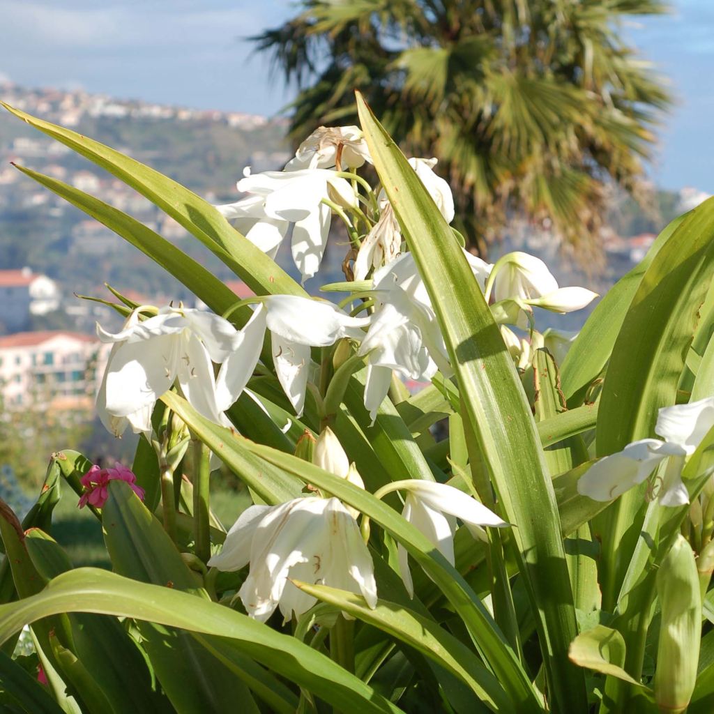 Amaryllis belladonna Alba en pot