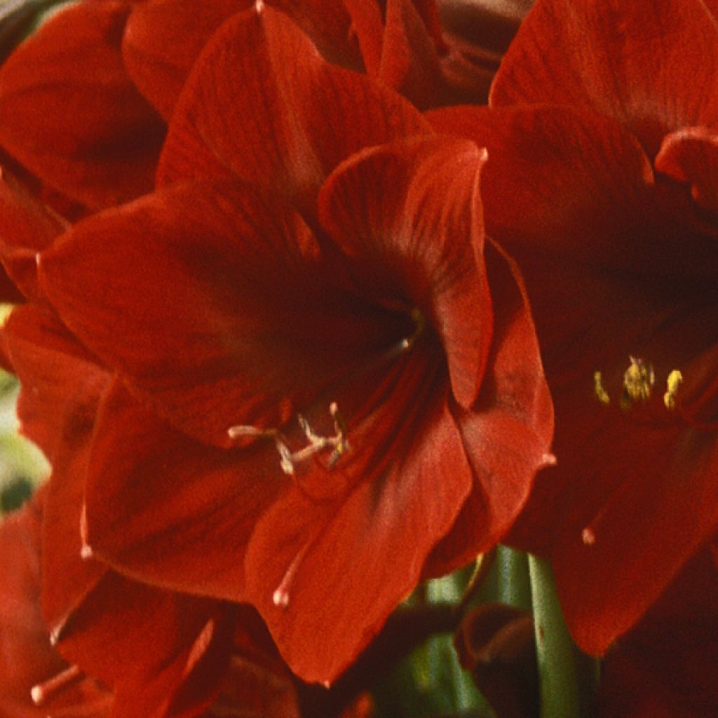 Amaryllis Benfica Calibre 36+