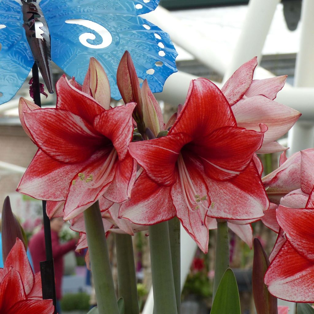 Amaryllis Charisma