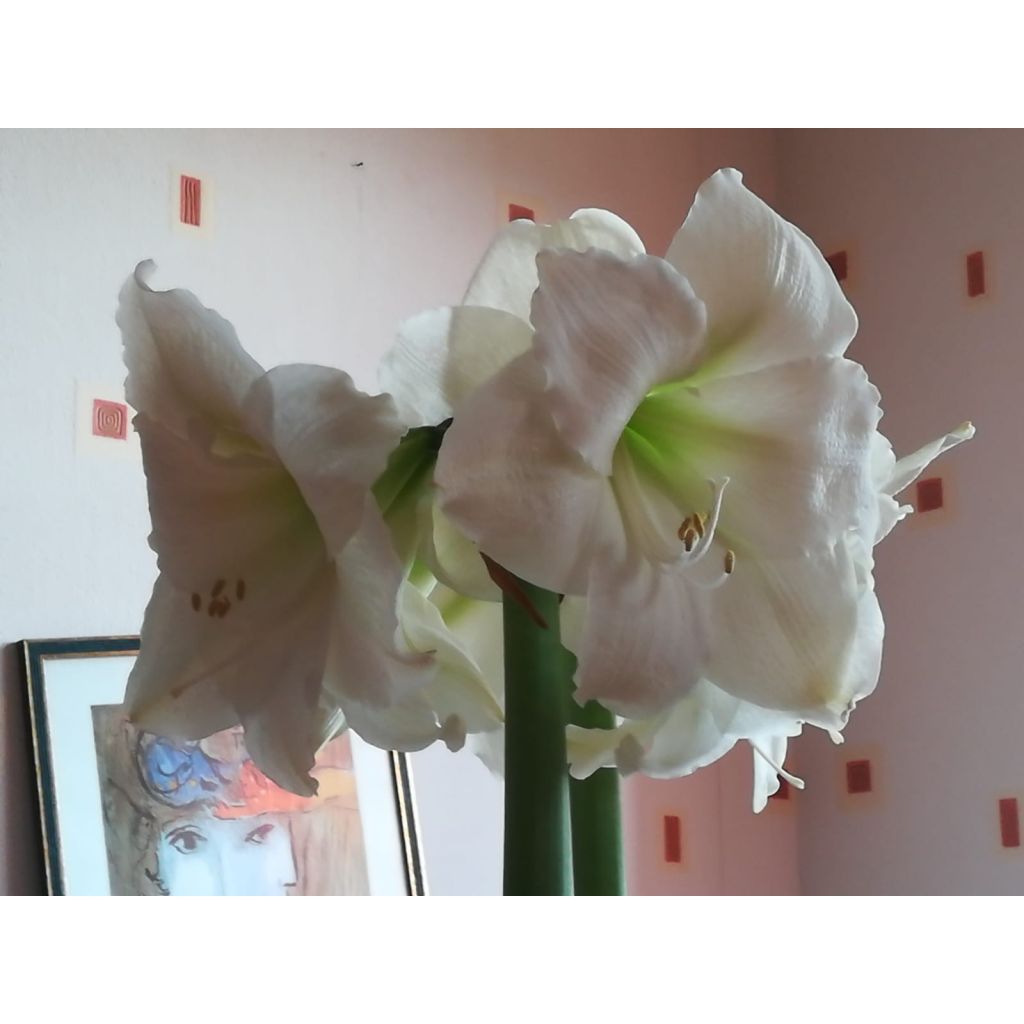 Amaryllis Christmas Gift