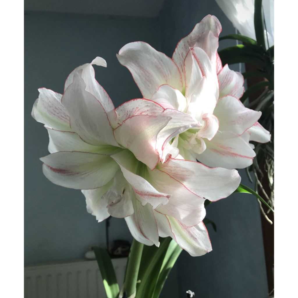 Amaryllis double Aphrodite