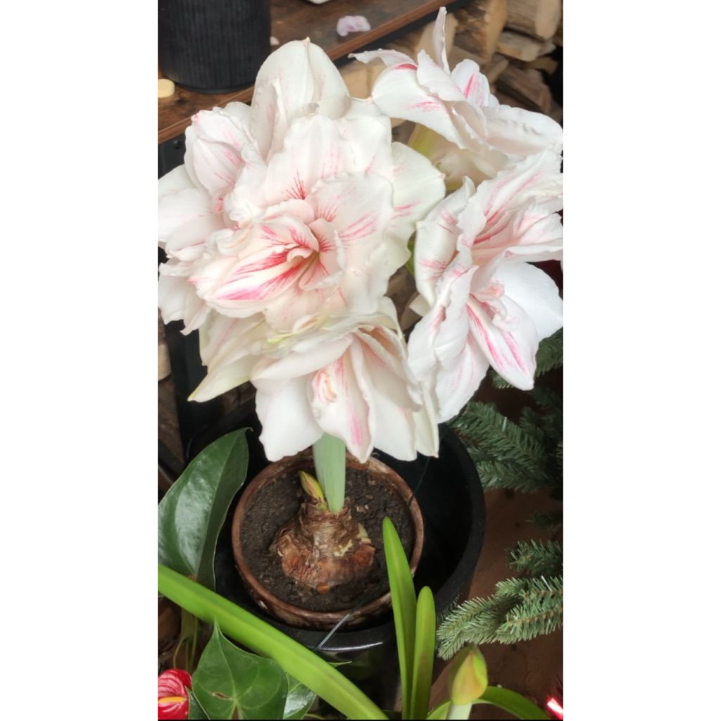 Amaryllis double Aquaro - Hippeastrum