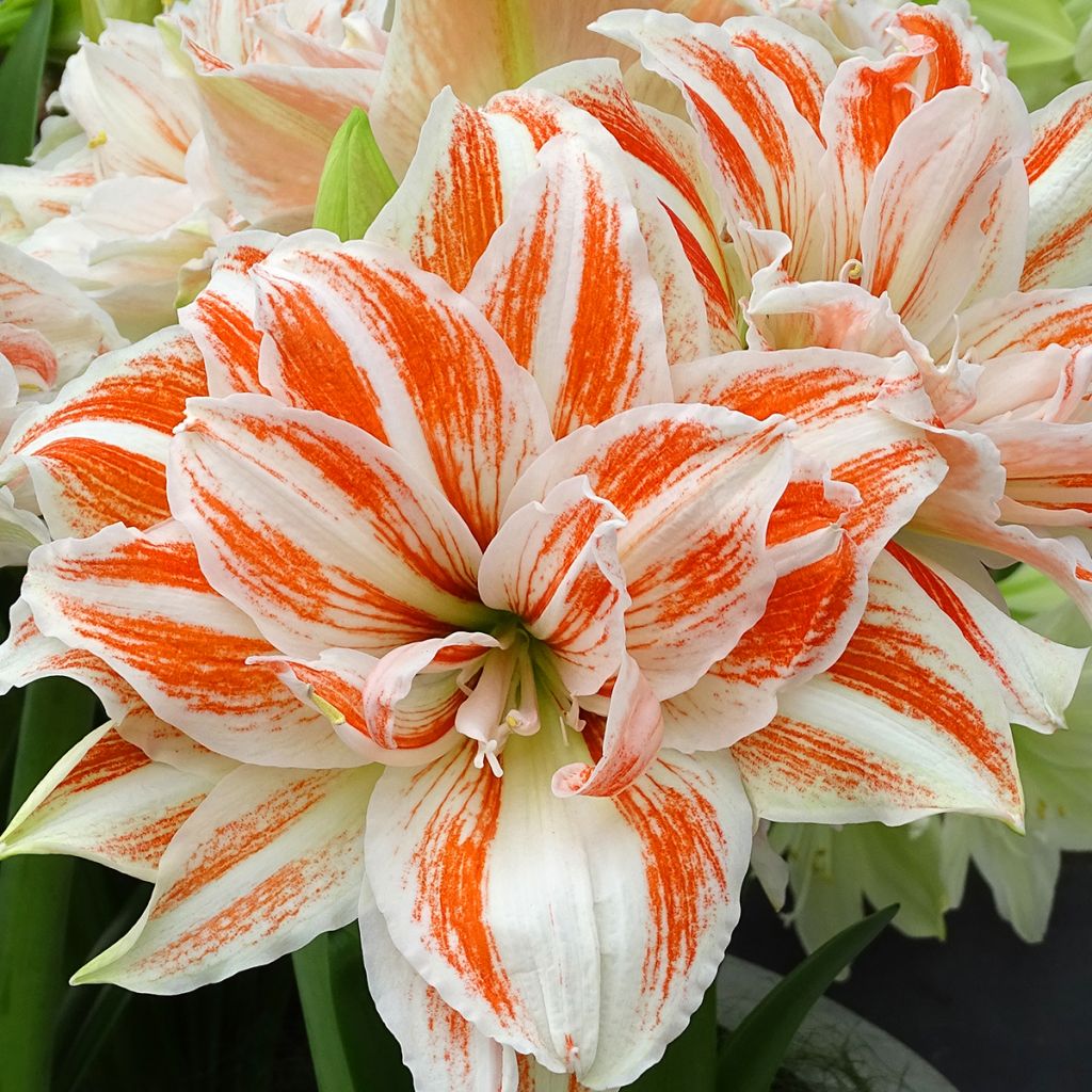 Amaryllis double Dancing Queen