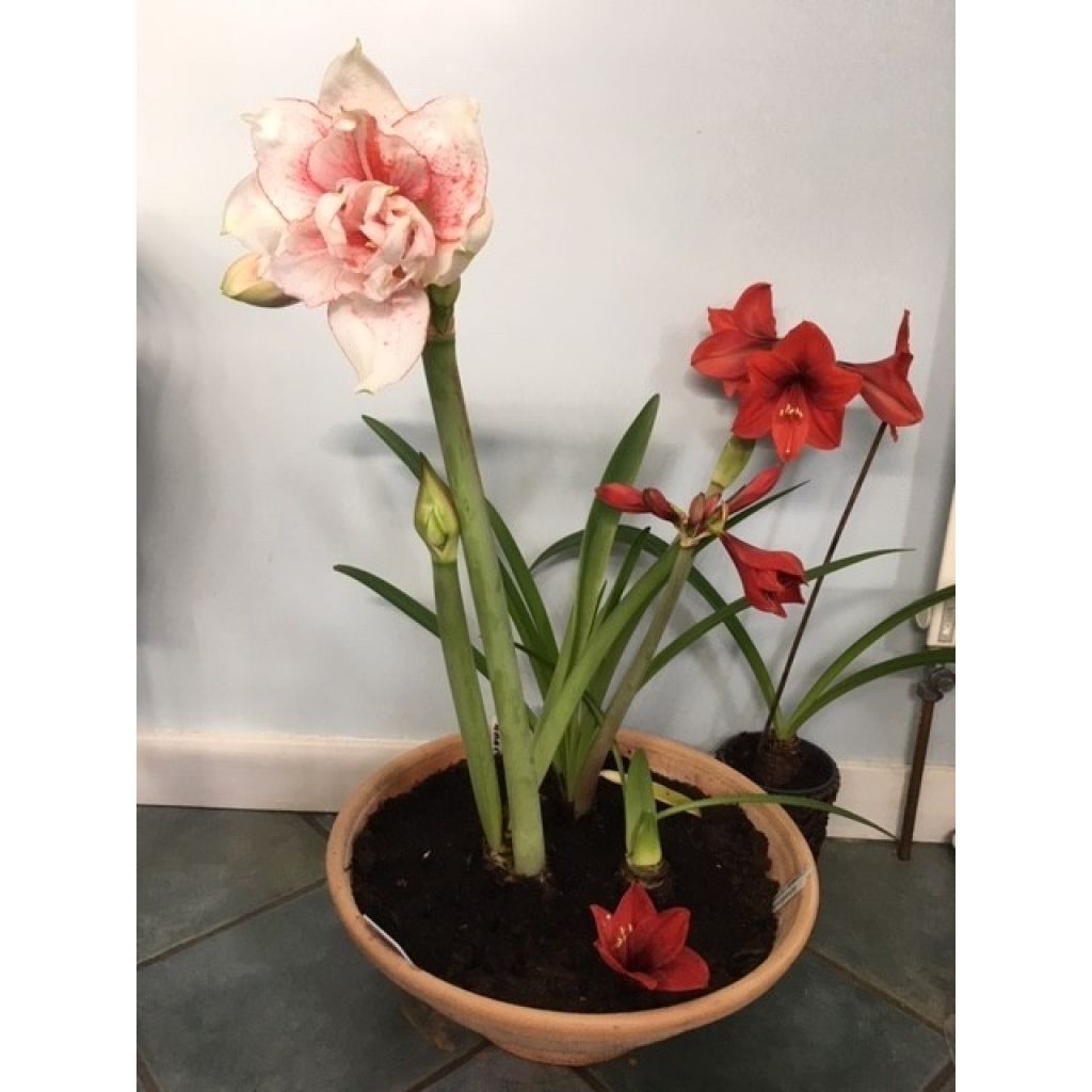 Amaryllis double Elvas