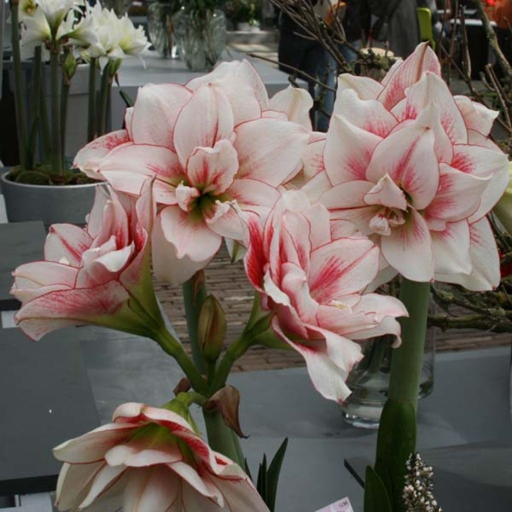 Amaryllis double Elvas