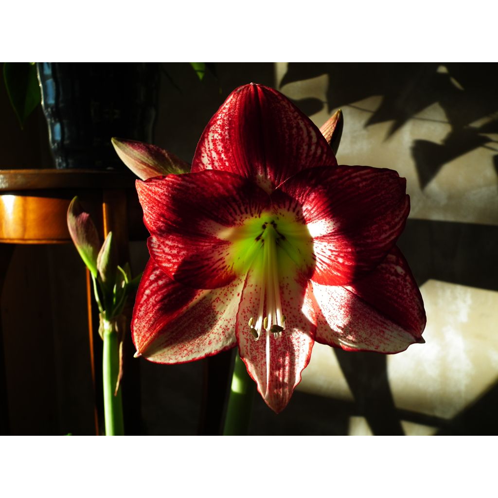 Amaryllis Flamenco Queen