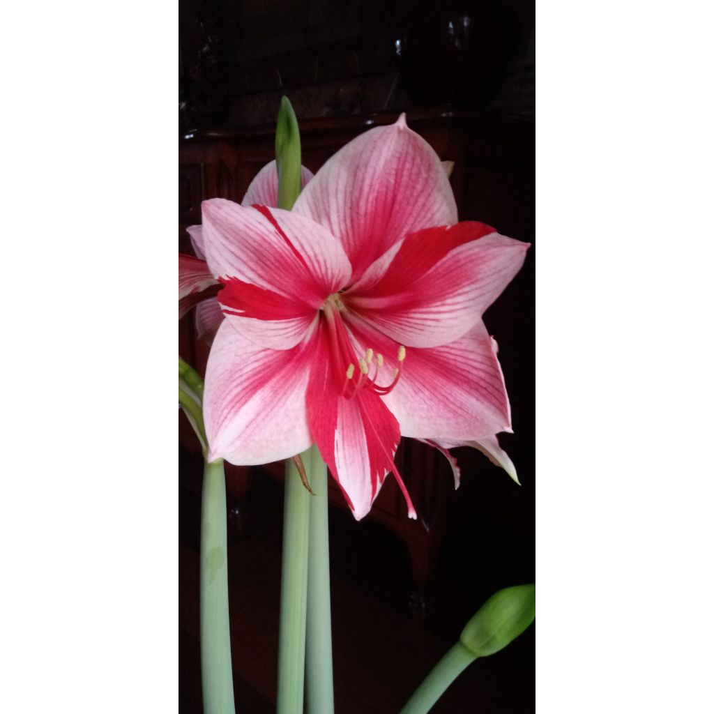 Amaryllis Gervase