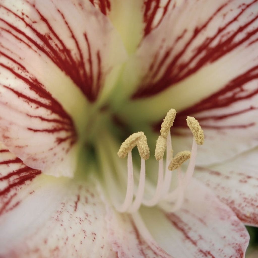 Amaryllis Hurricane