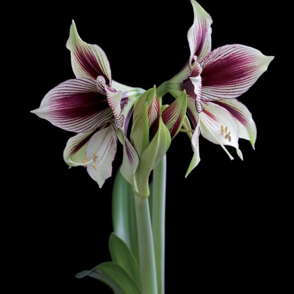 Amaryllis Papilio