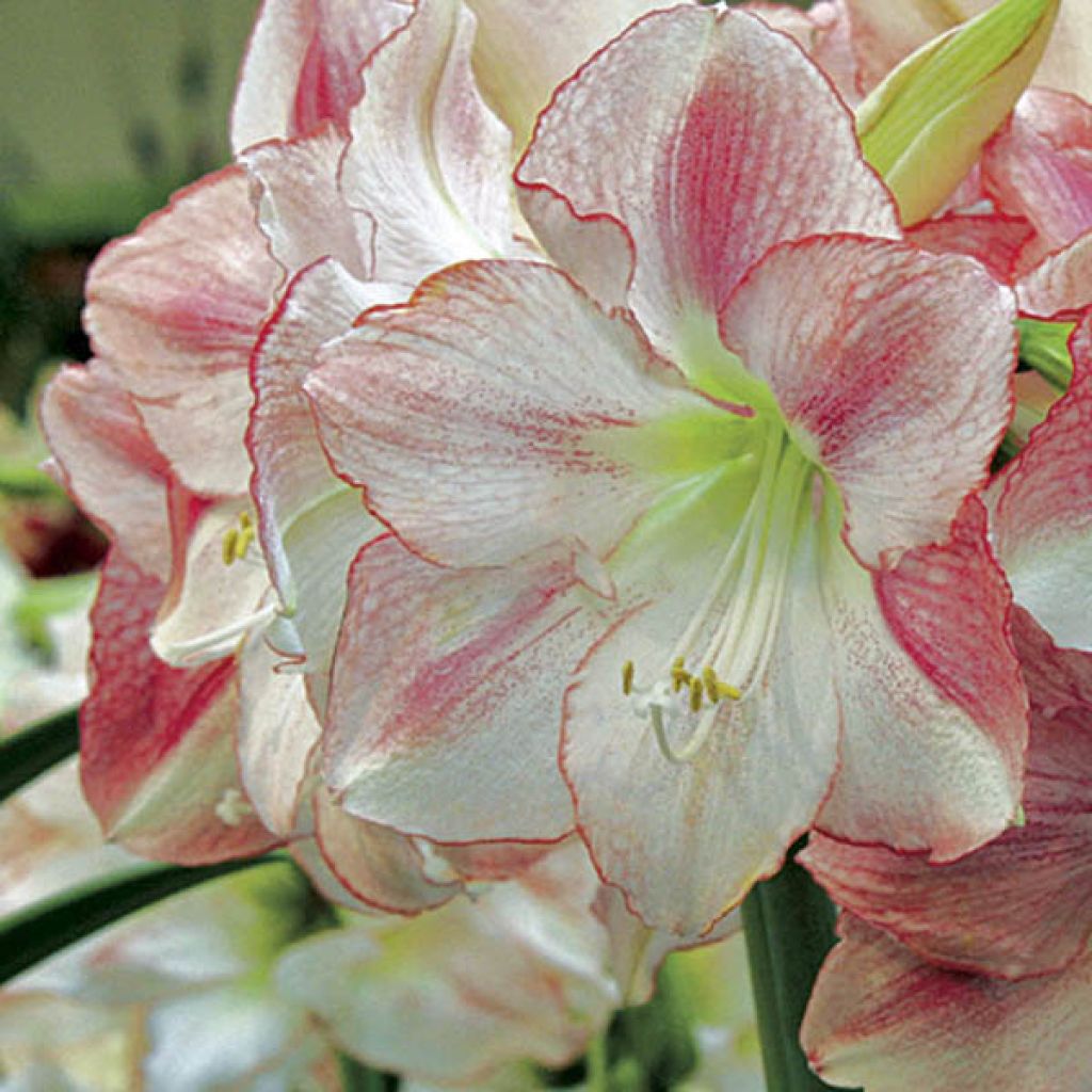 Amaryllis San Remo