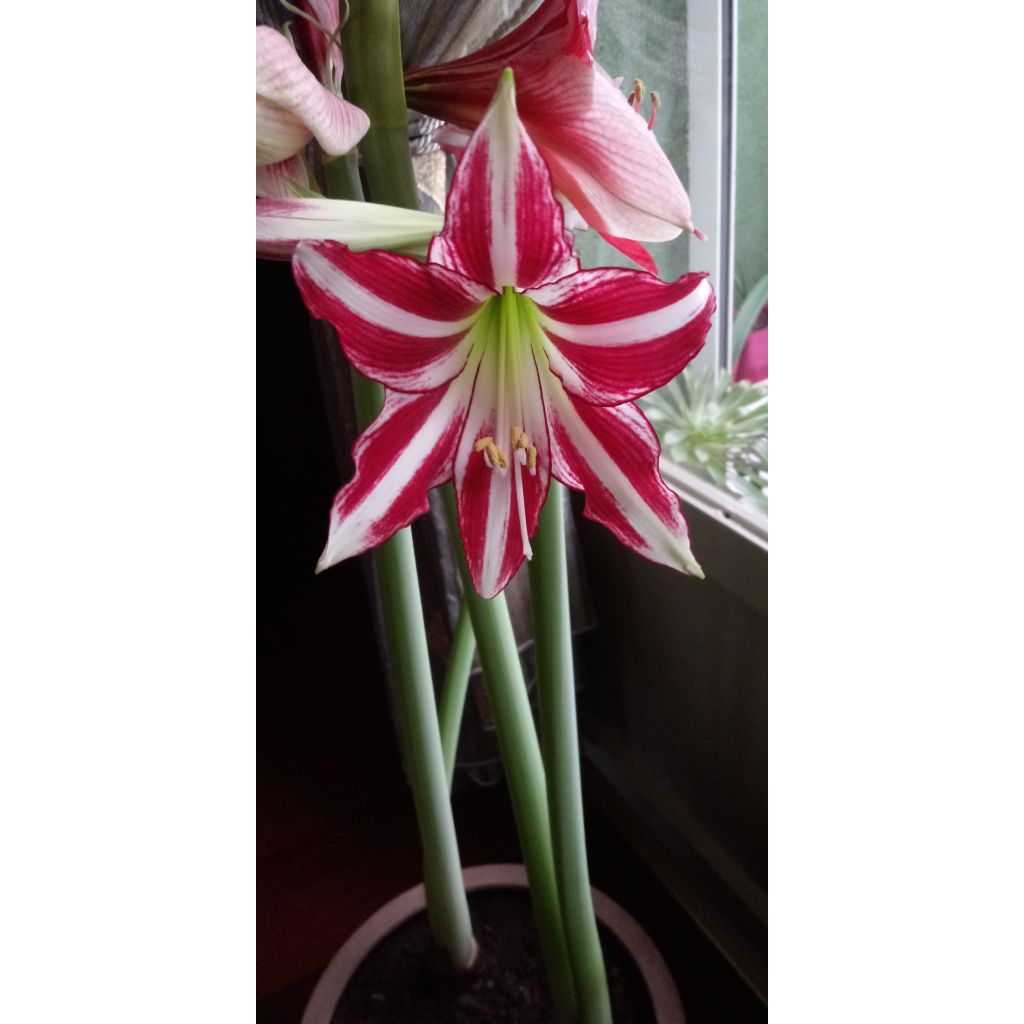 Amaryllis Santiago