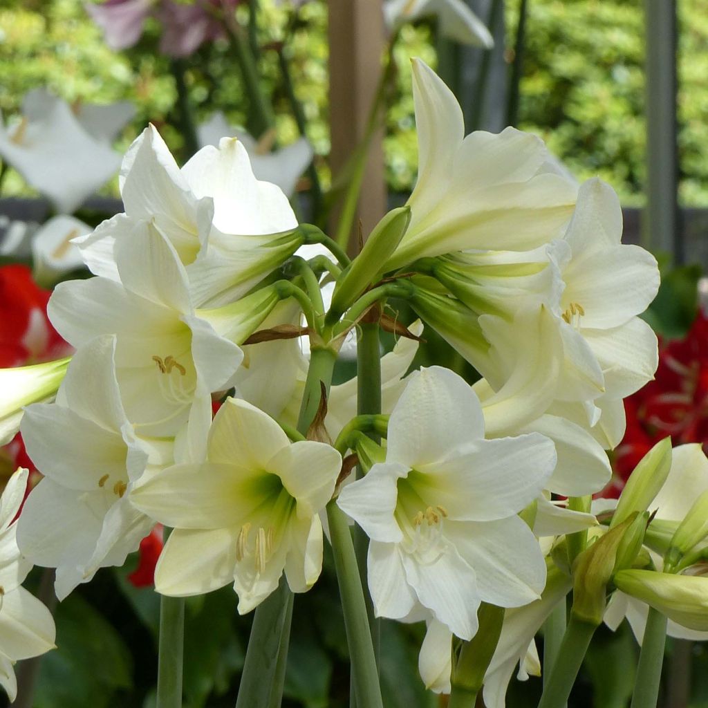 Amaryllis sonatini White Rascal - Hippeastrum de jardin