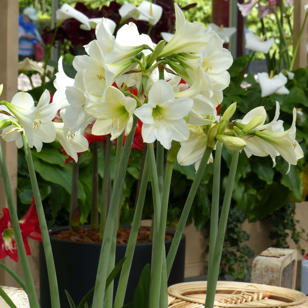 Amaryllis sonatini White Rascal - Hippeastrum de jardin