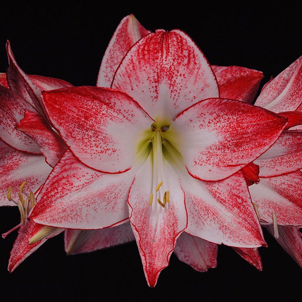 Amaryllis Spotlight - Hippeastrum  blanc et rose incarnat