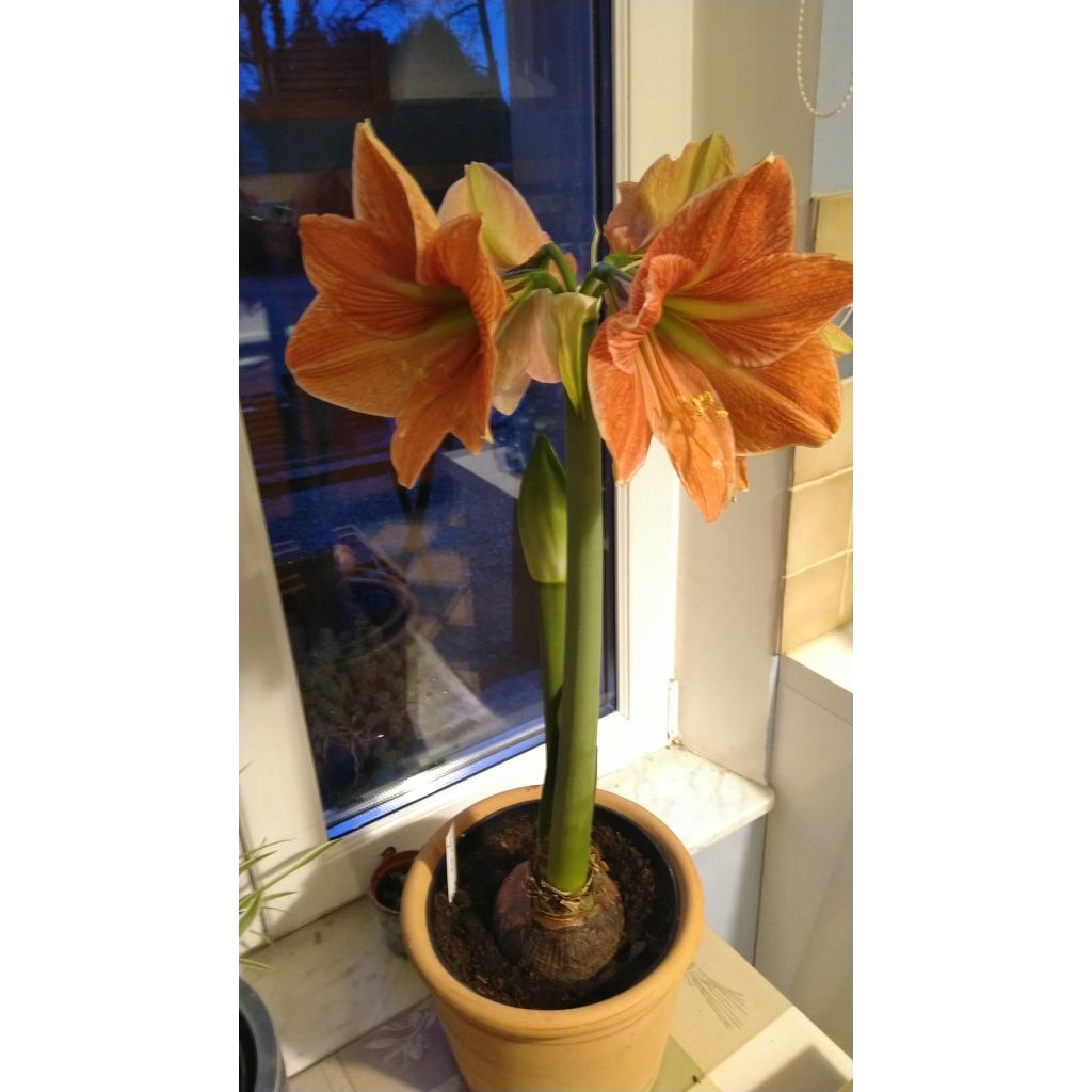 Amaryllis Terra Cotta