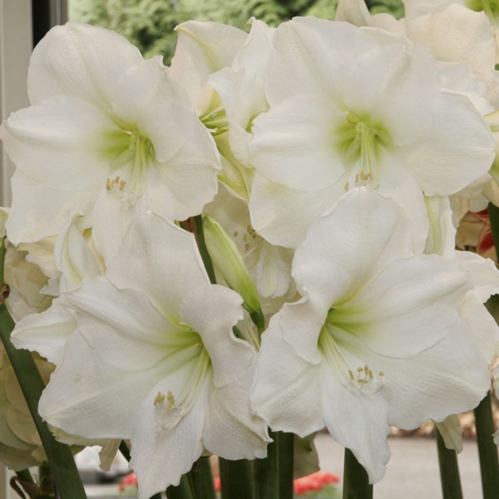 Amaryllis Christmas Gift