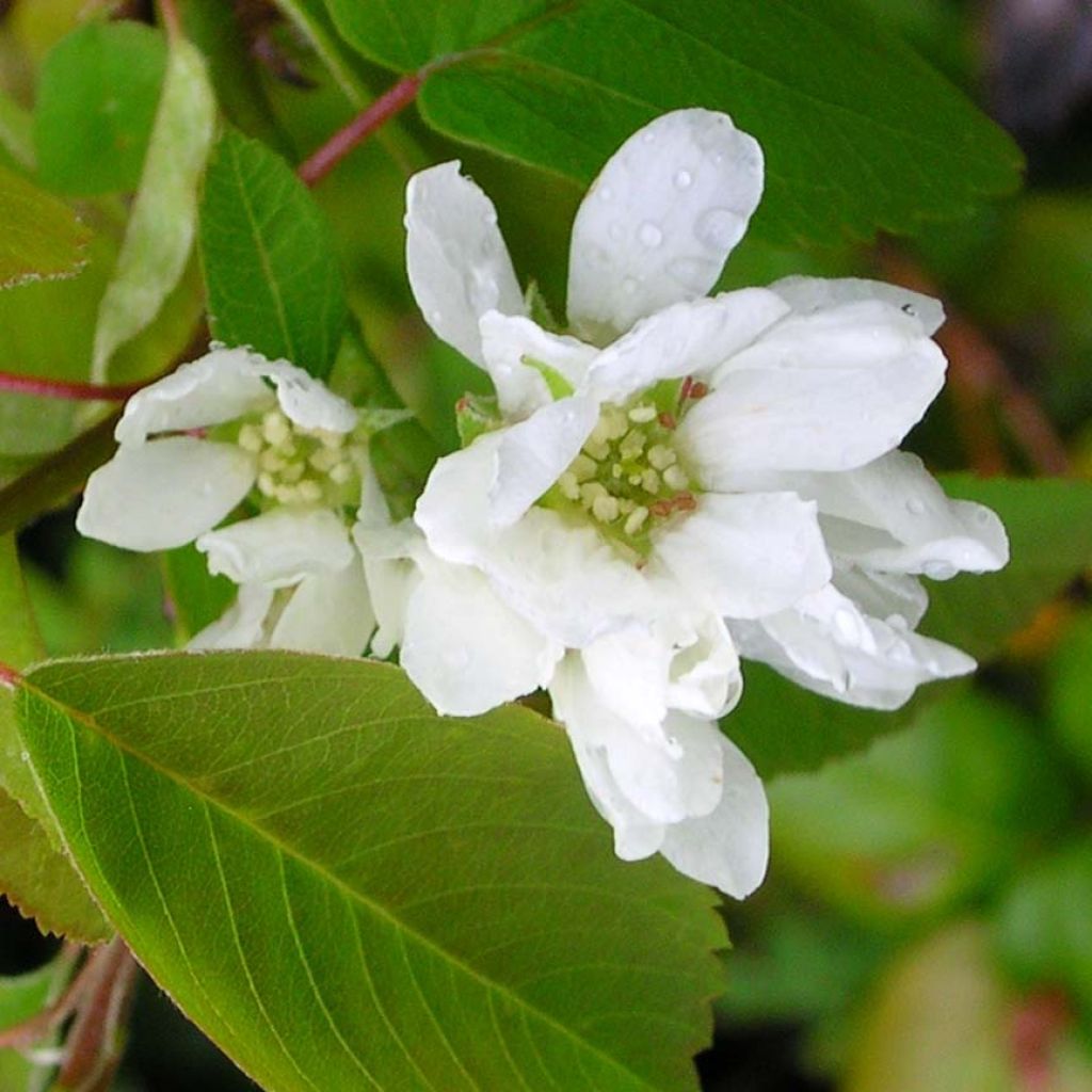 Amelanchier alnifolia Saskatoon Berry
