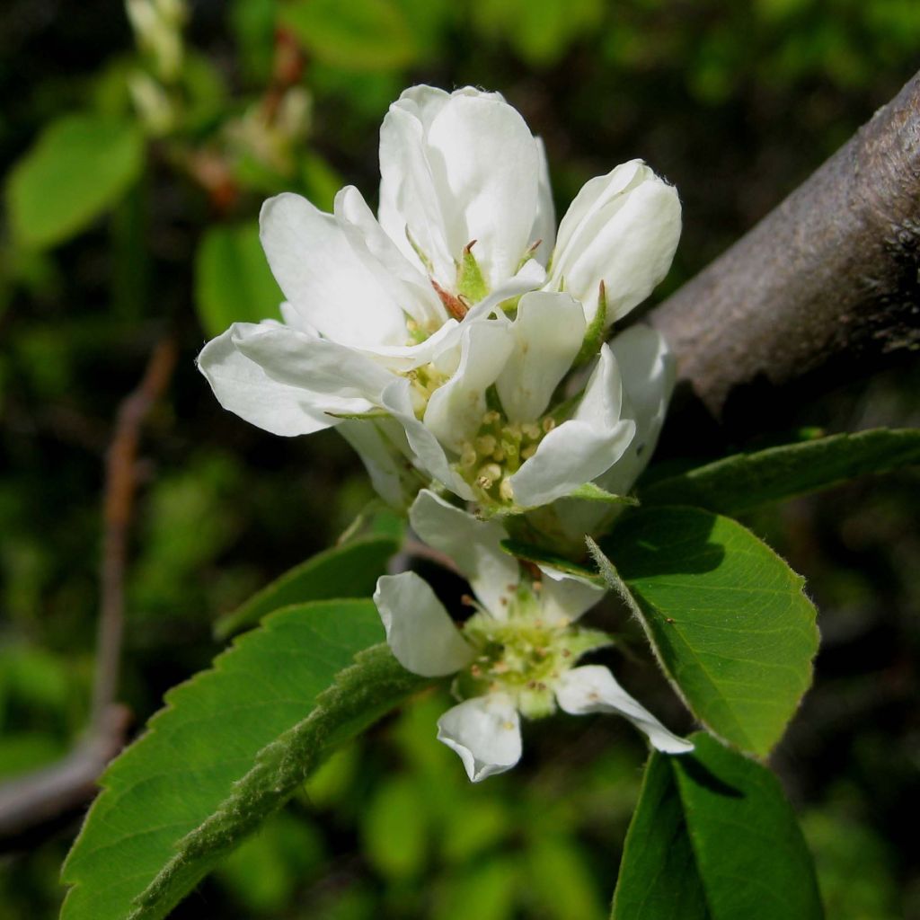 Amelanchier alnifolia Saskatoon Berry