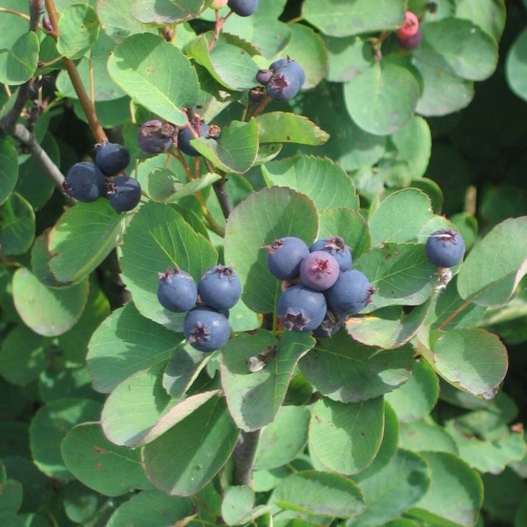 Amelanchier alnifolia Saskatoon Berry