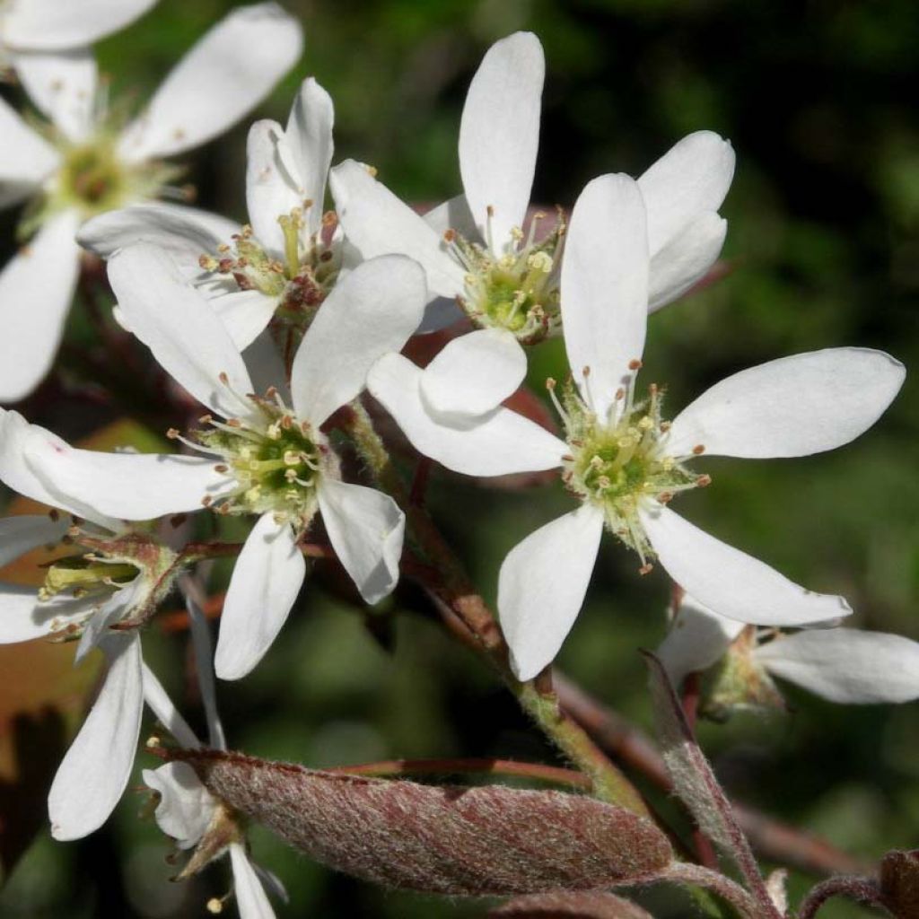 Amelanchier lamarckii - Amélanchier de Lamarck