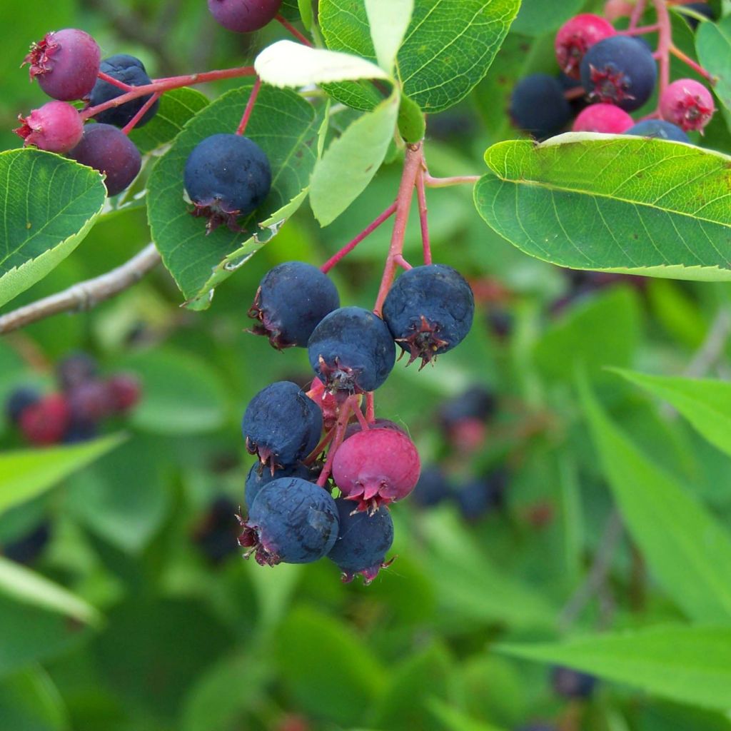 Amelanchier lamarckii - Amélanchier de Lamarck