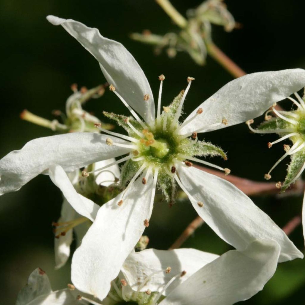 Amelanchier lamarckii - Amélanchier de Lamarck