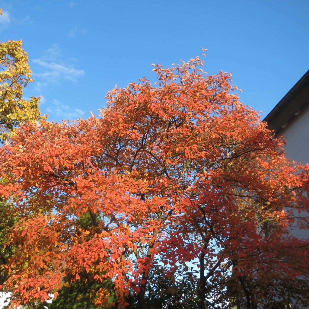 Amelanchier lamarckii - Amélanchier de Lamarck