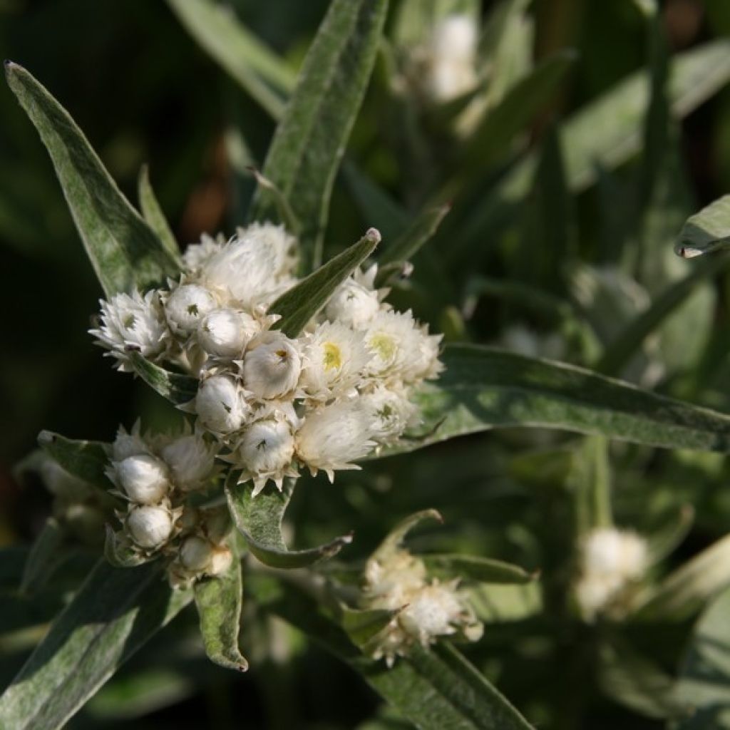 Anaphalis triplinervis - Immortelle de l'Himalaya