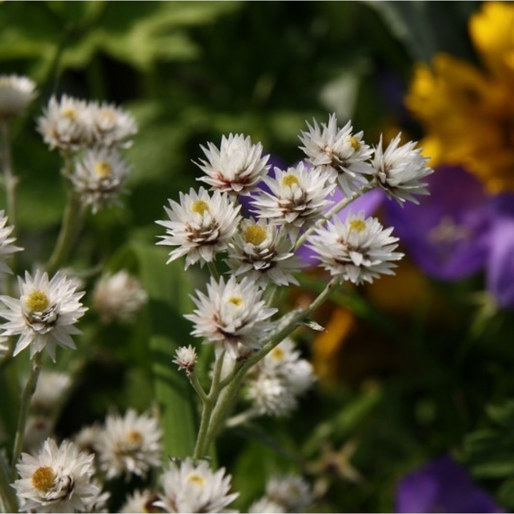 Anaphalis triplinervis - Immortelle de l'Himalaya