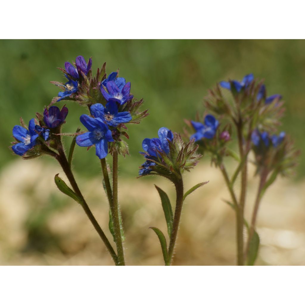 Anchusa azurea Dropmore - Buglosse d'Italie