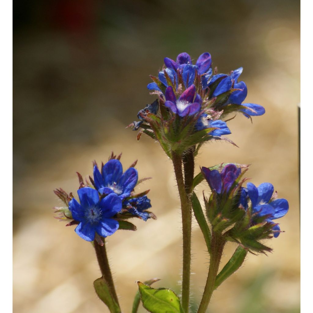 Anchusa azurea Dropmore - Buglosse d'Italie