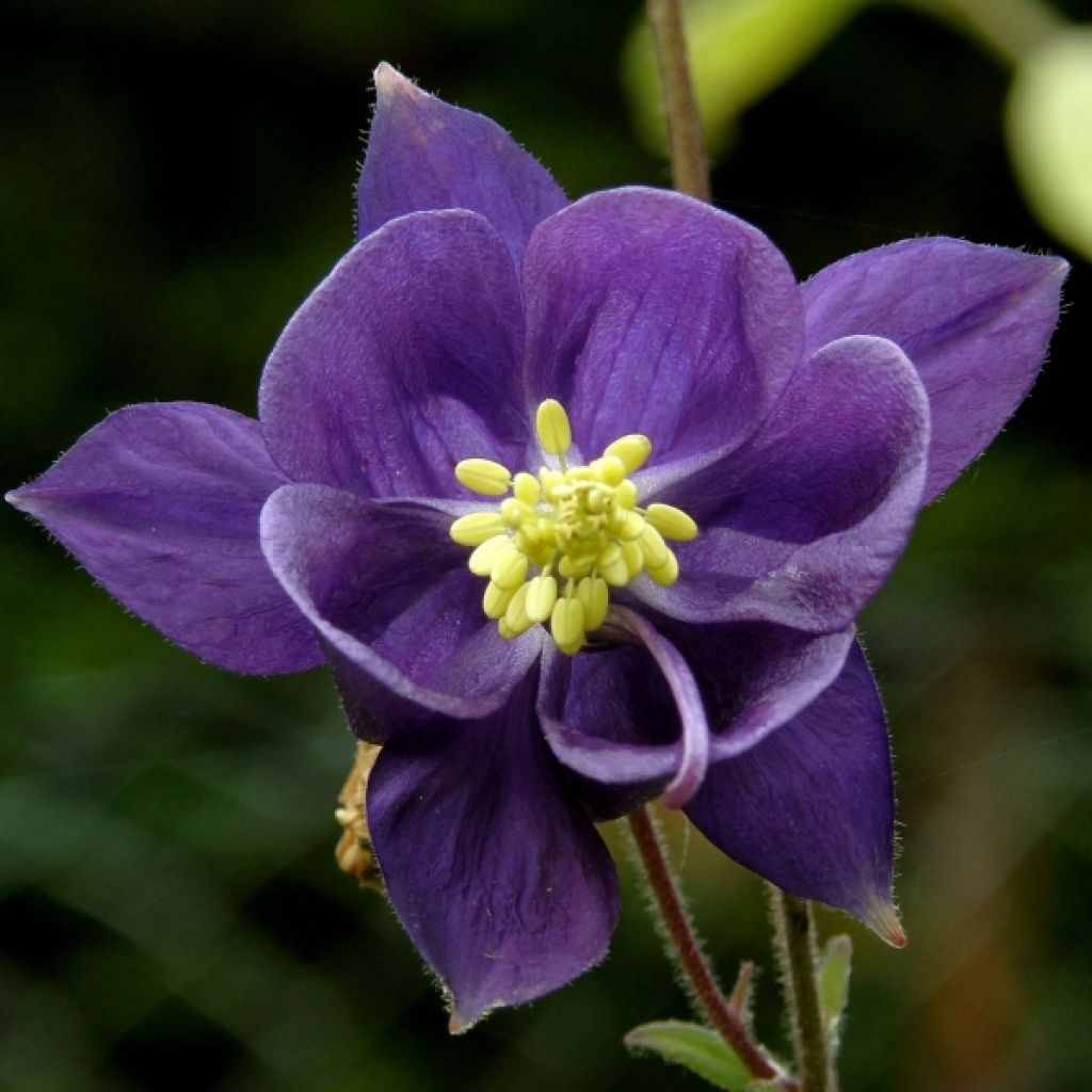 Ancolie des Alpes - Aquilegia alpina