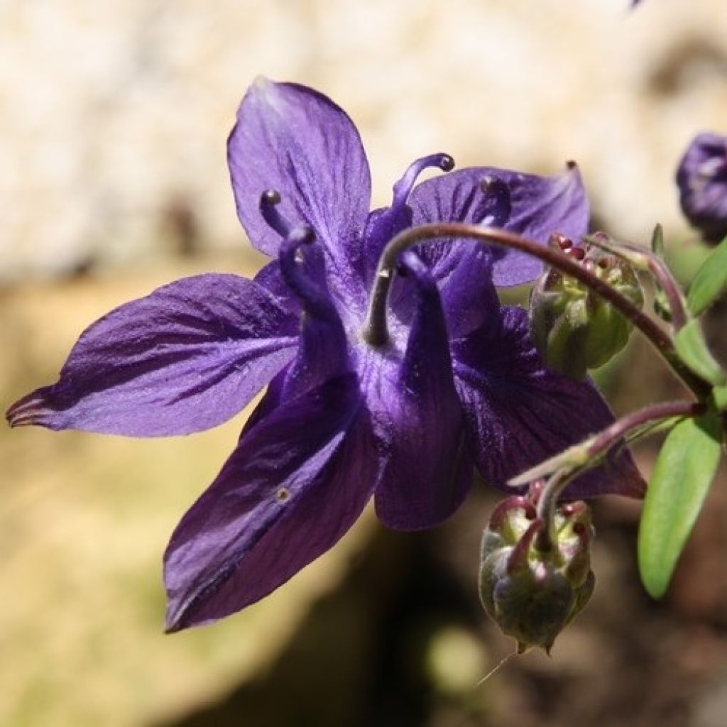 Ancolie des Alpes (bleu vif) - Aquilegia alpina