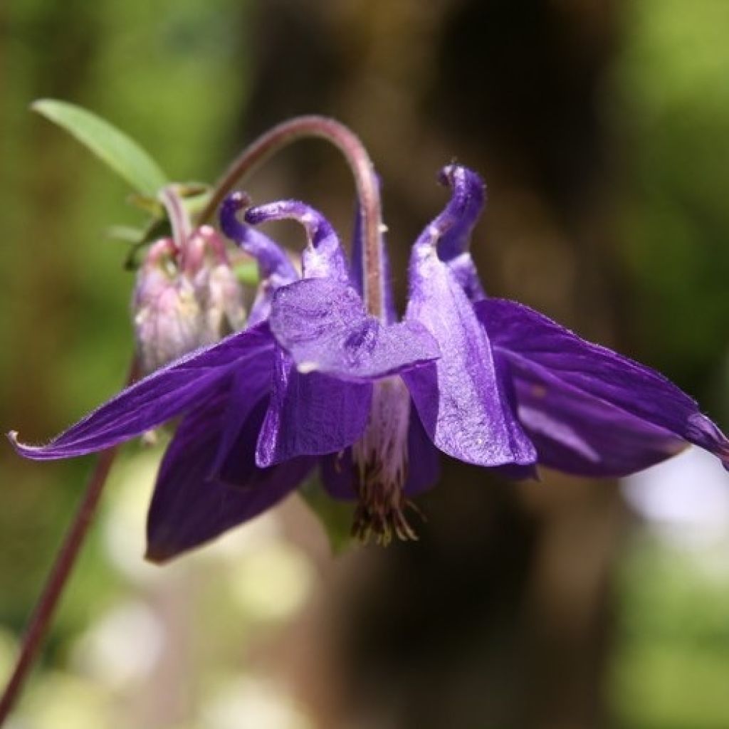 Ancolie des Alpes (bleu vif) - Aquilegia alpina