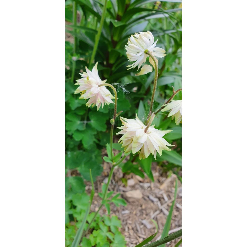 Ancolie Green Apples - Aquilegia vulgaris