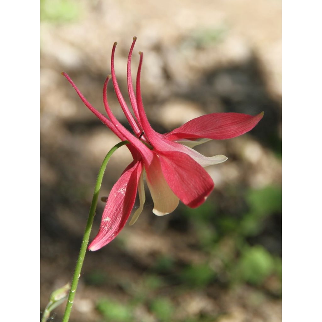 Ancolie Crimson Star (rouge et blanche) - Aquilegia vulgaris