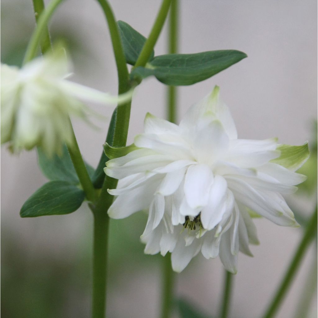 Ancolie Green Apples - Aquilegia vulgaris