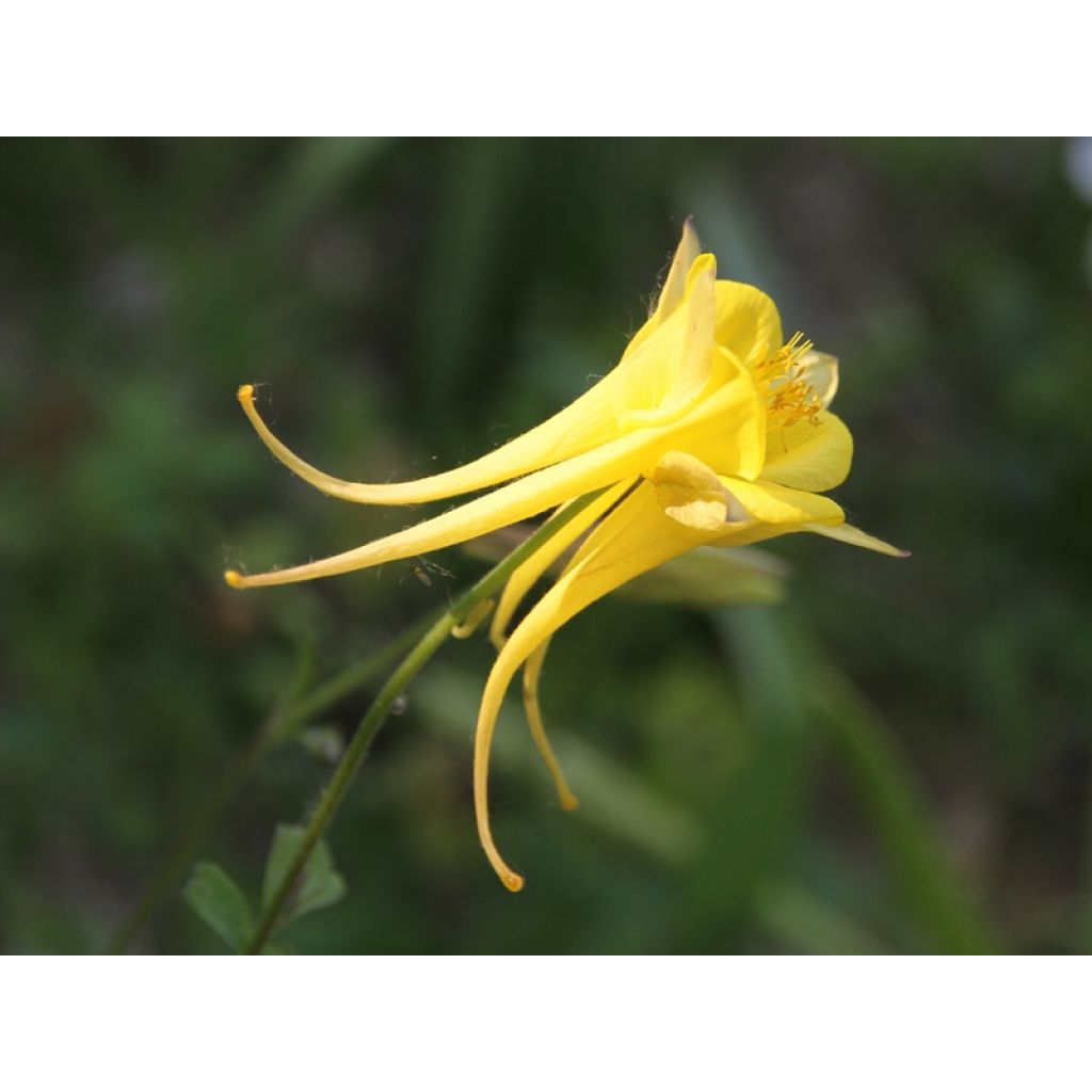 Ancolie jaune - Aquilegia chrysantha Yellow Queen