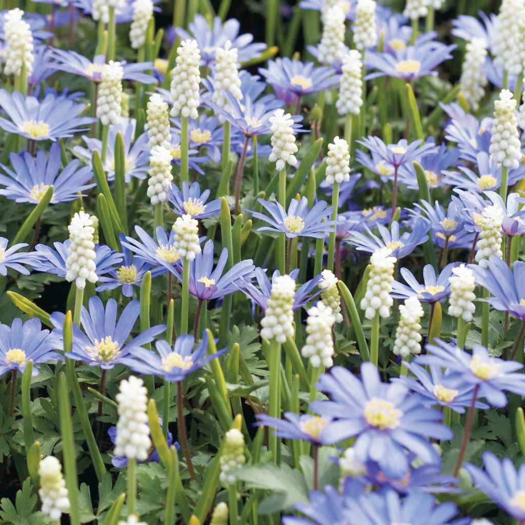 Anemone blanda Blue Shades