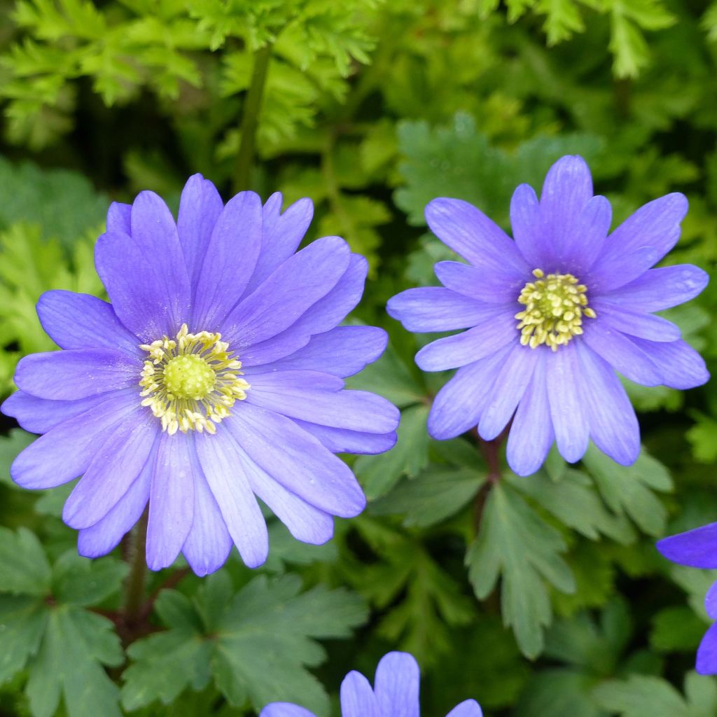 Anemone blanda Blue Shades