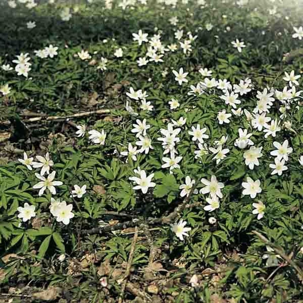 Anemone nemorosa - Anémone des bois