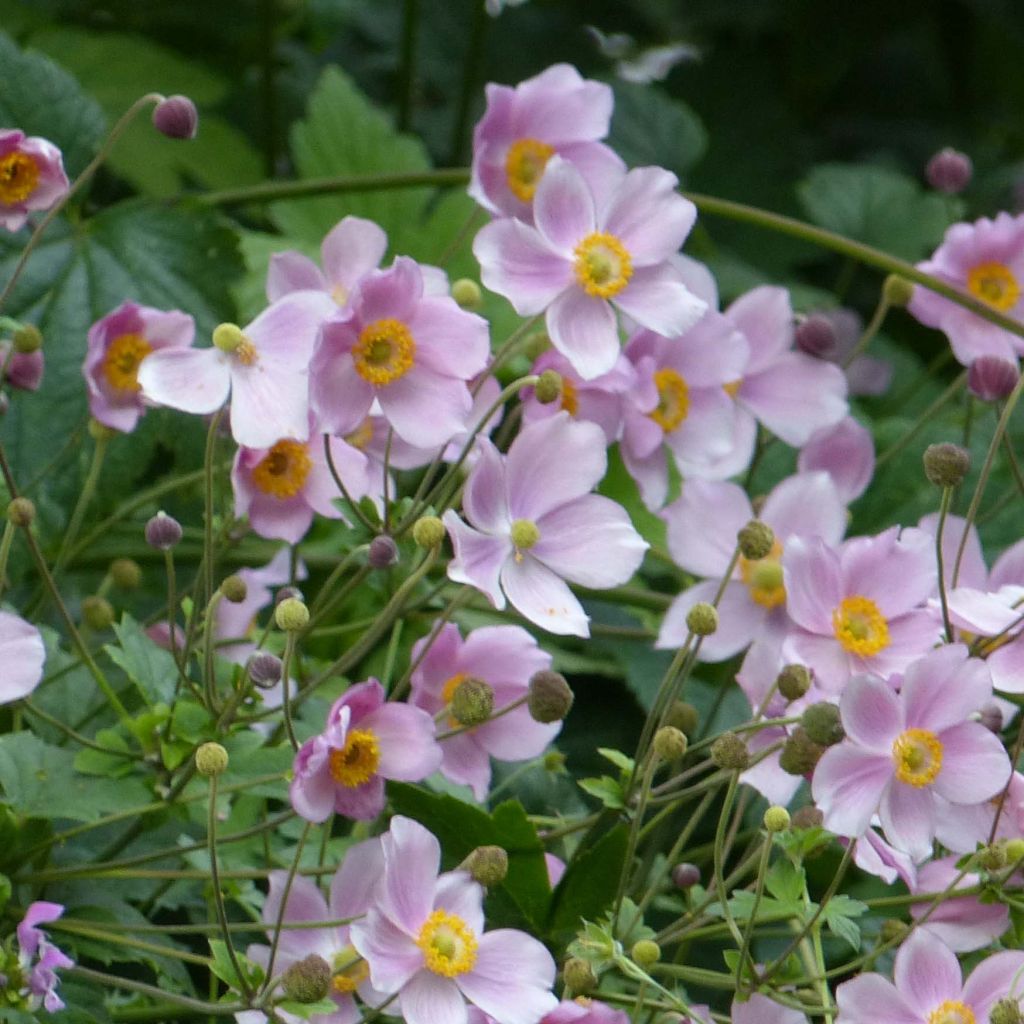 Anémone japonaise September Charm - Anemone hupehensis